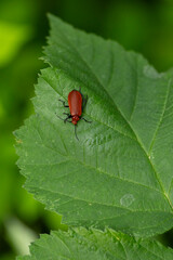 Long-horned beetle of species Pyrrhidium sanguineum found in Steigerwald, Bavaria, Germany