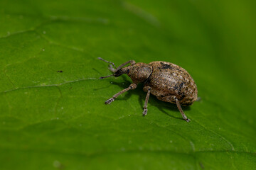 snout beetles of species Liophloeus tessulatus found in Valley of river Lech in Tyrol, Austria