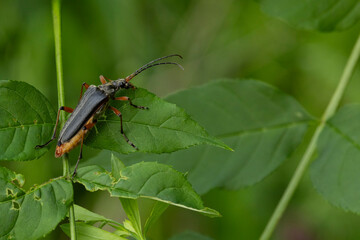female Long-horned beetle of species Stenocorus meridianus found in Steigerwald, Bavaria, Germany