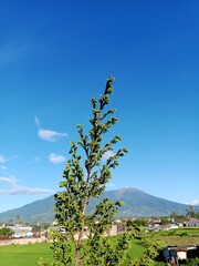 A green plant stands in the foreground, with a large, verdant mountain rising in the background...