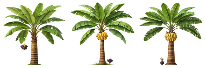 Set For tropical banana trees with green leaves and yellow fruits isolated on transparent background