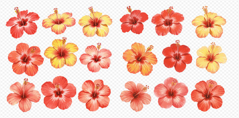 A beautiful collection of watercolor hibiscus flowers in shades of red, orange, and yellow, arranged in rows on a transparent background. © studio