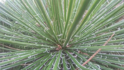 Fototapeta premium close up of agave geminiflora
