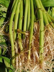 A vertical close-up of a bunch of fresh green vegetables with roots, likely kangkung (water spinach), freshly harvested and ready for sale