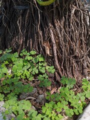 A close-up of a tree trunk with a dense network of thick, fibrous aerial roots, surrounded by a carpet of green clover-like leaves at the base.