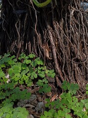 A close-up of a tree trunk with a dense network of thick, fibrous aerial roots, surrounded by a carpet of green clover-like leaves at the base.