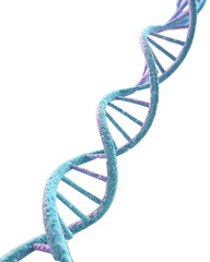 dna strand on white background
