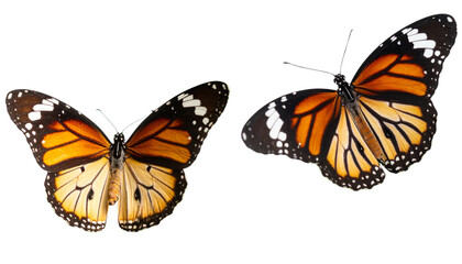 Fototapeta premium Butterfly on a white background 