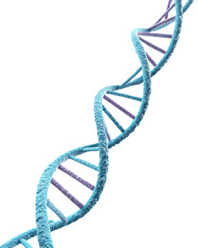 dna strand on white background