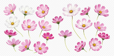 A beautiful set of watercolor cosmos flowers in shades of pink, magenta, and white, isolated elements for design.