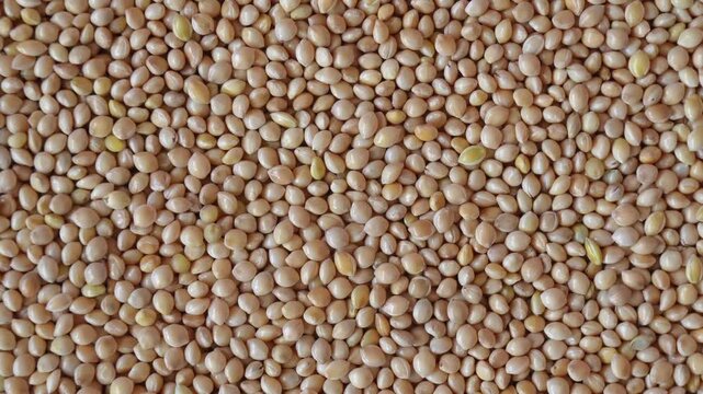 Rotating white millet seeds closeup. Pile of dry grains