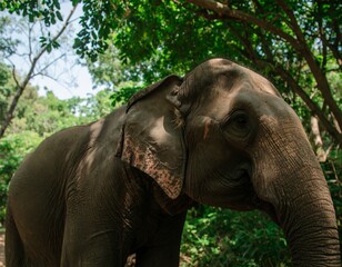 Fototapeta premium Close-up of an elephant in a jungle (1)