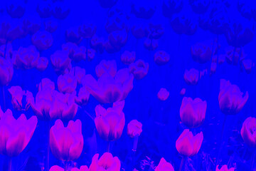 Pink surreal glowing tulips in blue night