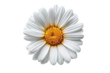 Close-up of a single, vibrant white daisy.  Its delicate petals radiate outward from a bright yellow center