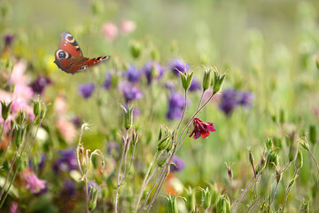 Schmetterling 1380 © K.-U. Häßler