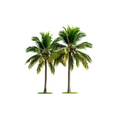 Beautiful palm tree on white background
