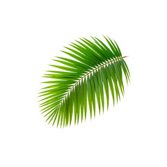 Fototapeta premium Beautiful coconut leaves on a white background 