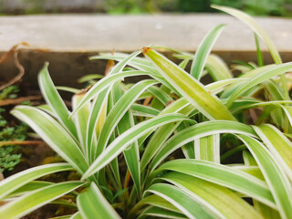 Obraz premium Vivid spider plant with green and white striped leaves in a fresh outdoor garden environment. Great for depicting nature, foliage, and tranquility in horticultural or botanical-themed projects