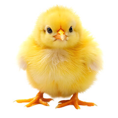 Obraz premium Easter Chick Isolated on White Background