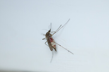 Close-Up Photograph of a Mosquito on a Light Surface in Sharp Detail