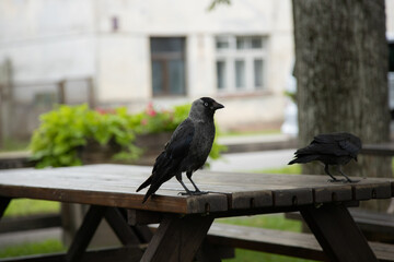 Two Crows Perched on a Picnic Table in a Garden Setting