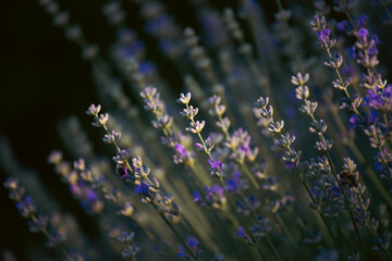 Obraz premium Close-up of lavender flowers. Soft focus on black banner background