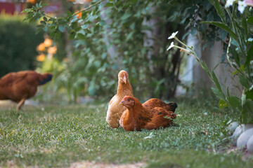 Free range chicken birds in green garden.
