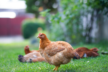 Free range chicken birds in green garden.