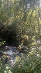 BOSQUES GALLEGOS QUE HAY QUE CUIDAR 
