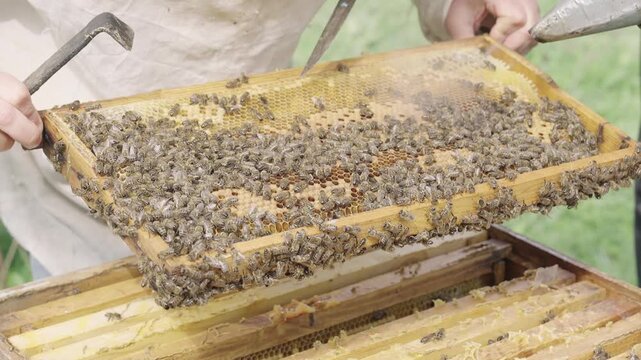 Beekeeper Inspects Hive, Beekeeping and Neatness Concept.