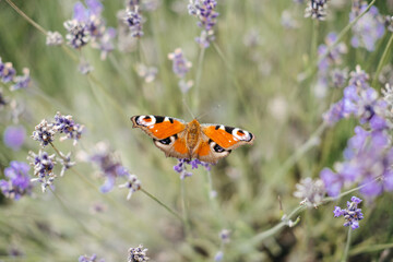 An orange butterfly with striking eye patterns on its wings rests on blooming lavender in floral field. Butterfly conservation, pollinator gardens, biodiversity support, ecological balance...