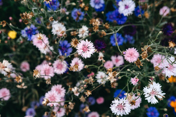 Close-up of blooming wildflowers including bright yellow California poppies, blue cornflowers, and soft pink bachelors buttons. Floral therapy, mental health awareness, gentle healing, 
