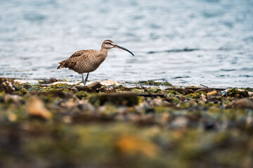 Hudsonian whimbrel (Numenius hudsonicus) on the beach of Castro, Chilo? Archipelago, Chile. This migratory species is common during summer, traveling from Alaska and Canada to Tierra del Fuego.