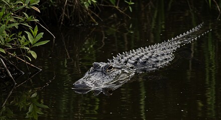 Obraz premium Explore the beauty of a closeup of an alligator swimming in a swamp in everglades, florida