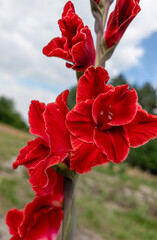 Close-up shot of red gladioli blooming in a home garden, beautiful natural real flowers