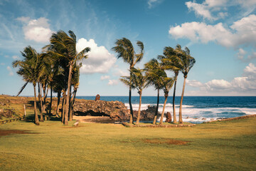 Palm trees surrounding the Poko Poko natural swimming pool in the Hanga Vare Vare open green space along the coastline of Hanga Roa, Rapa Nui (Easter Island), Chile.