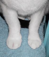 A domestic cat stung by an insect, a swollen paw, an animal stung by a wasp or a bee