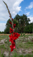 Red gladiolus multiflora blooming close-up