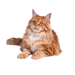 Obraz premium Majestic Red Maine Coon Cat Lying Down, Studio Shot