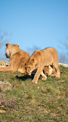 Lion lioness cub cat family pride mother love care animal wildlife nature zoo grass hill sun young baby africa safari