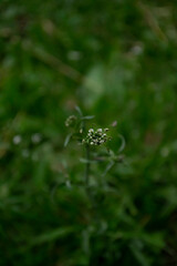 morning dew on a leaf