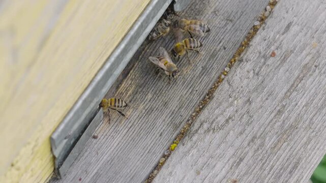 Energetic bees  are entering wooden beehive with honey. Pollen is put into cells of honeycomb. Worker bees walk and work inside hive in apiary