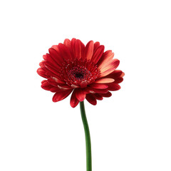 PNG red gerber daisy flower on isolated white background
