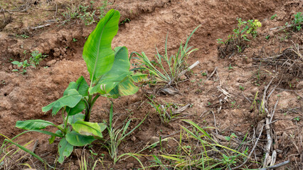 A small banana tree with bright green leaves. Standing tall on a hillside. The surrounding land is being cleared for agriculture.