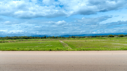 Fototapeta premium Horizontal view of a paved road in Thailand. The background is a stepped walkway with green rice fields. A long green forest is behind under a blue sky. Many white birds on the rice fields.