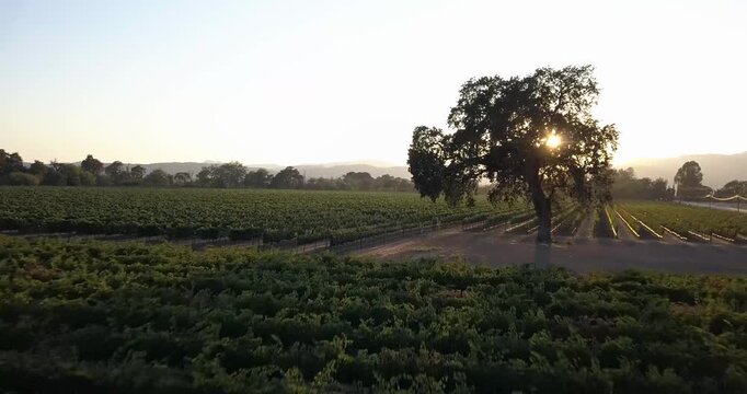 Cinematic 4K drone footage of Suisun Valley vineyards at sunset near Fairfield, CA. Golden hour light over rolling hills, grapevines, and farmland in California&rsquo;s hidden wine country.