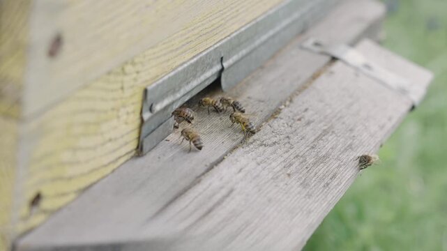 Energetic bees  are entering wooden beehive with honey. Pollen is put into cells of honeycomb. Worker bees walk and work inside hive in apiary