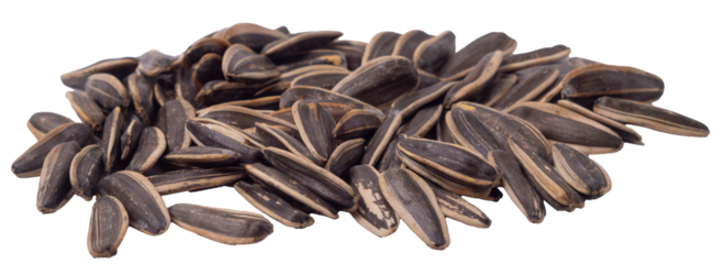 Isolated handful of large sunflower seeds in shells on a white background, side view, copy space