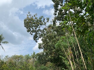 various types of plants in the forest