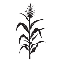 Corn Stalk Silhouette, Illustration Isolated On White Background 